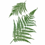 Stencil G méret 21x29,7 cm - Fern leaves
